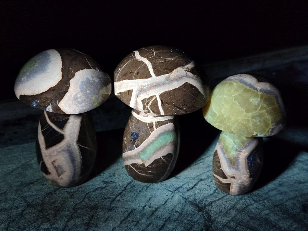 Polished Septerye Mushrooms x 7 From Mahajanga, Madagascar - Toprock Gemstones and Minerals 