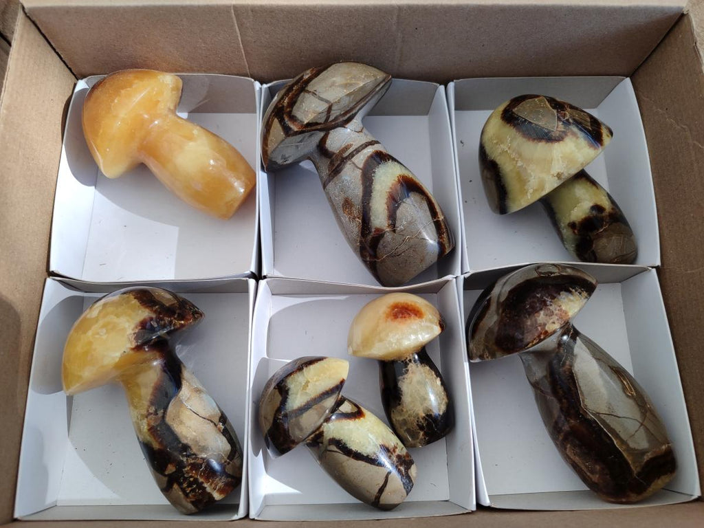 Polished Septerye Mushrooms x 7 From Mahajanga, Madagascar - Toprock Gemstones and Minerals 