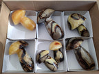 Polished Septerye Mushrooms x 7 From Mahajanga, Madagascar - Toprock Gemstones and Minerals 