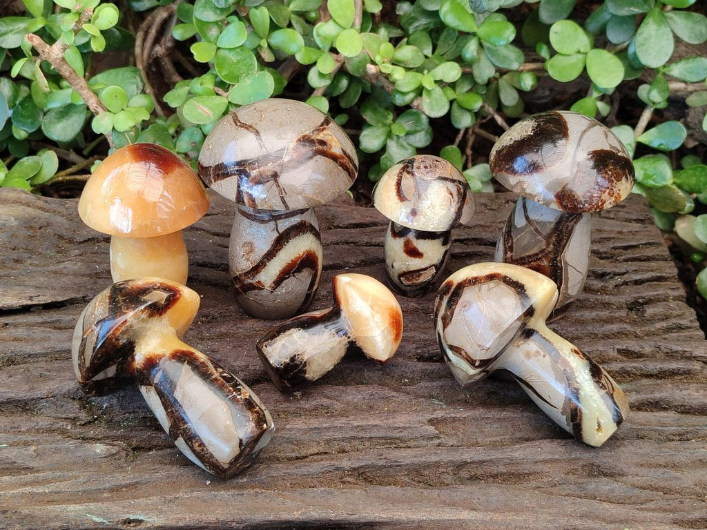 Polished Septerye Mushrooms x 7 From Mahajanga, Madagascar - Toprock Gemstones and Minerals 