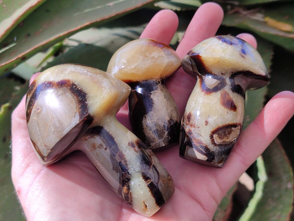 Polished Septerye Mushrooms x 7 From Mahajanga, Madagascar - Toprock Gemstones and Minerals 