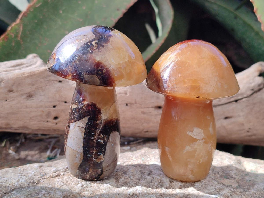Polished Septerye Mushrooms x 7 From Mahajanga, Madagascar - Toprock Gemstones and Minerals 