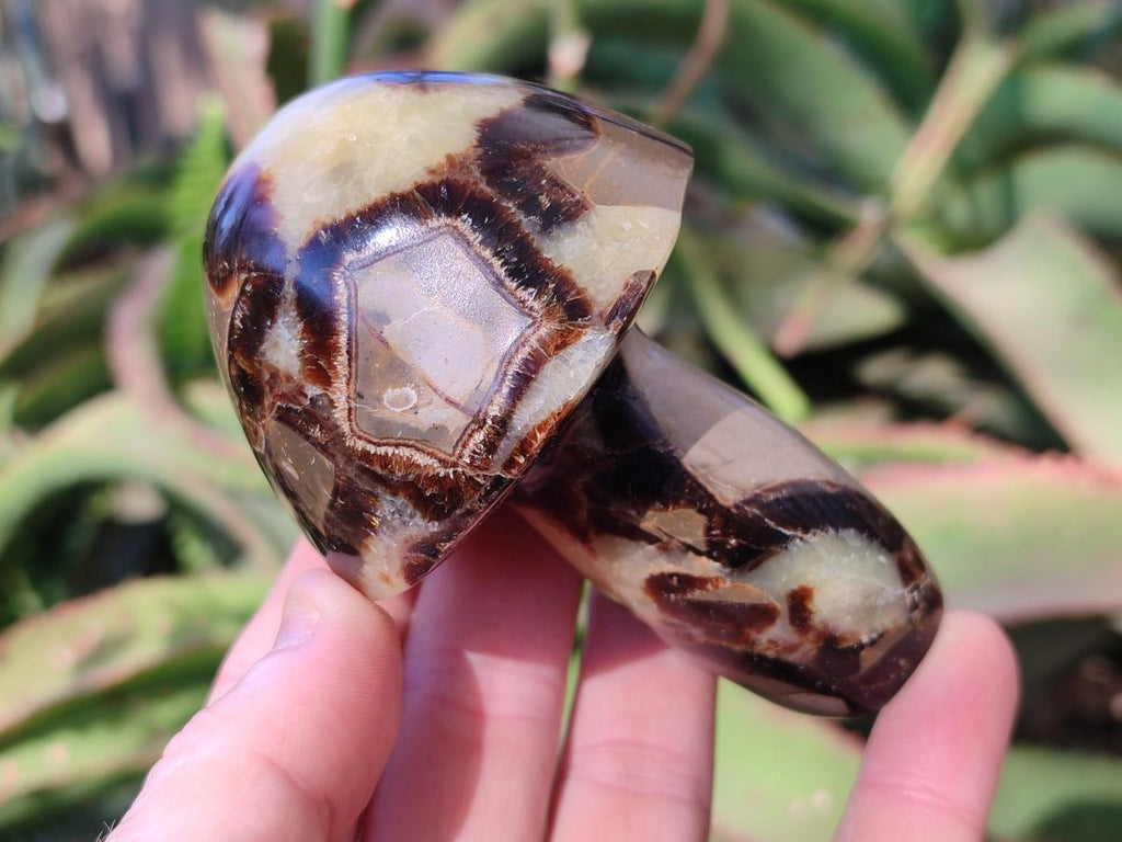 Polished Septerye Mushrooms x 7 From Mahajanga, Madagascar - Toprock Gemstones and Minerals 