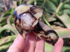 Polished Septerye Mushrooms x 7 From Mahajanga, Madagascar - Toprock Gemstones and Minerals 
