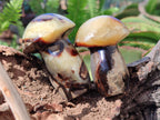 Polished Septerye Mushrooms x 7 From Mahajanga, Madagascar - Toprock Gemstones and Minerals 