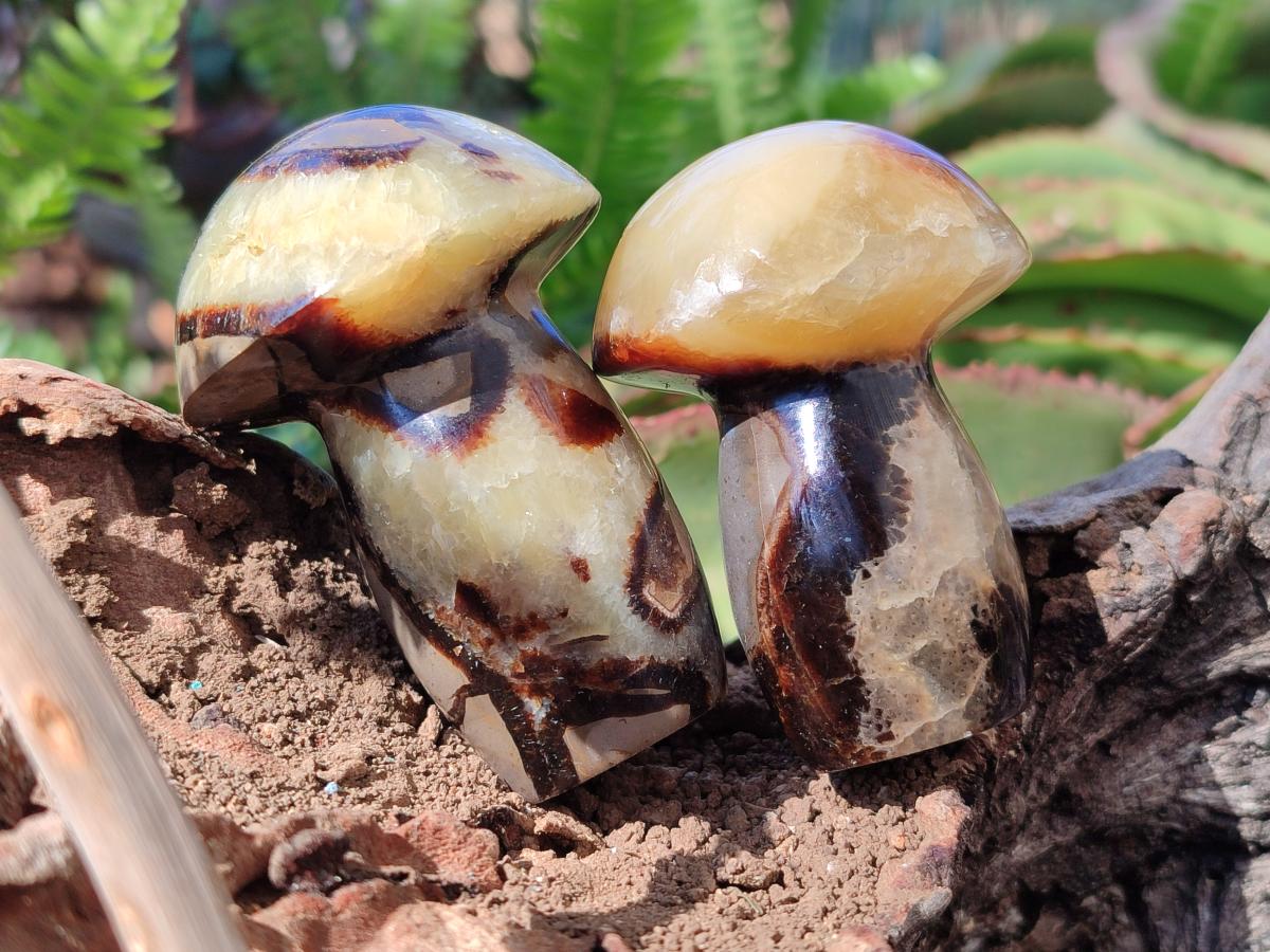 Polished Septerye Mushrooms x 7 From Mahajanga, Madagascar - Toprock Gemstones and Minerals 