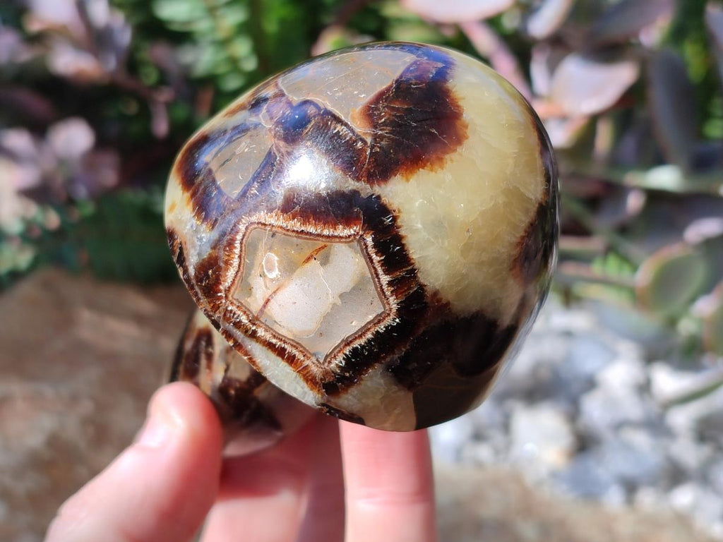 Polished Septerye Mushrooms x 7 From Mahajanga, Madagascar - Toprock Gemstones and Minerals 