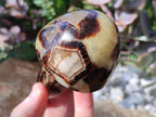 Polished Septerye Mushrooms x 7 From Mahajanga, Madagascar - Toprock Gemstones and Minerals 