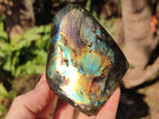 Polished Spectrolite Labradorite Standing Display Pieces x 3 From Madagascar - Toprock Gemstones and Minerals 