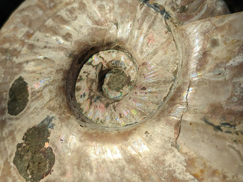 Polished and Natural Large Iridescent Cleoniceras Ammonite Fossil x 1 From Tulear, - Toprock Gemstones and Minerals 