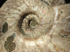 Polished and Natural Large Iridescent Cleoniceras Ammonite Fossil x 1 From Tulear, - Toprock Gemstones and Minerals 