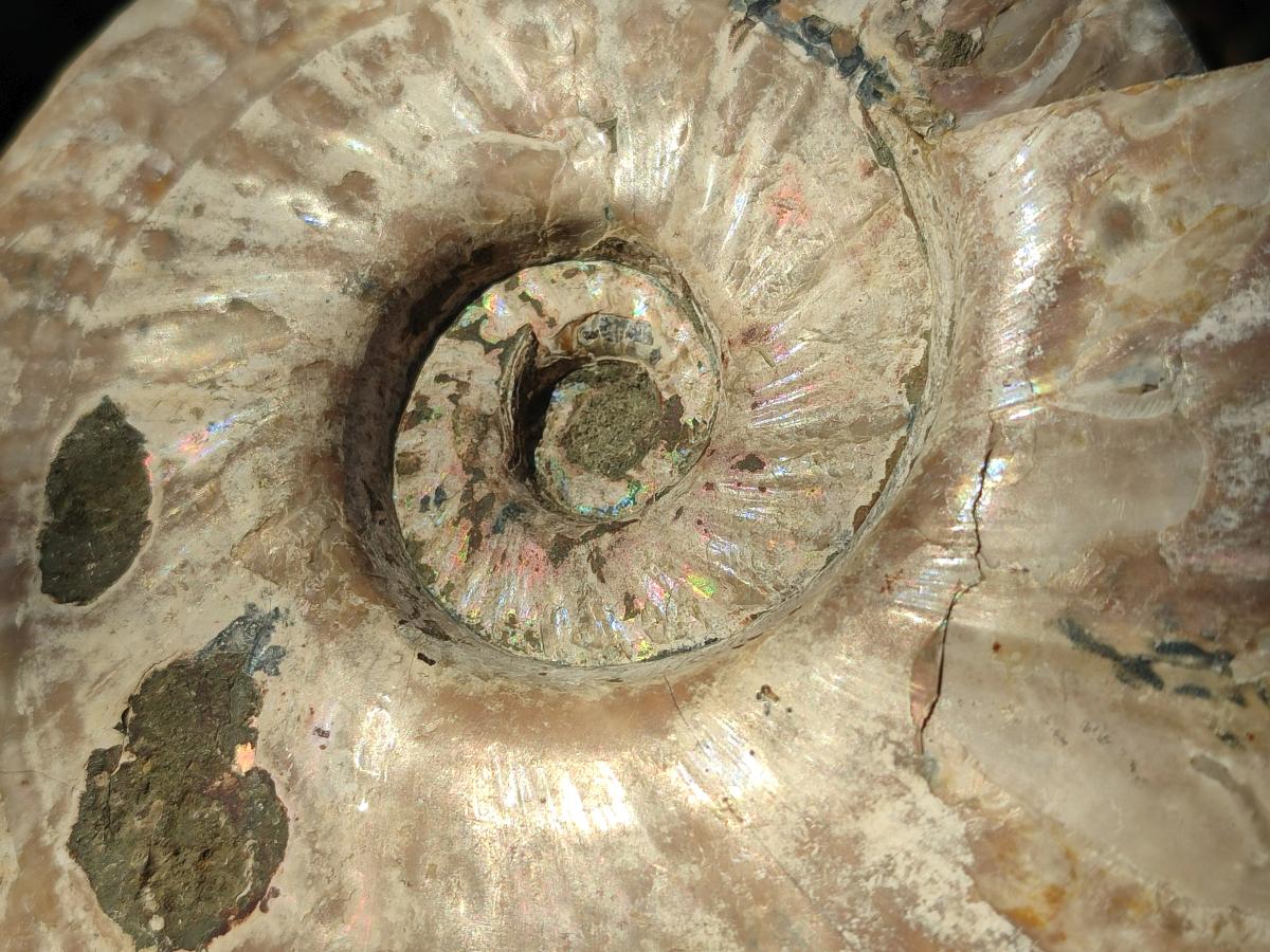 Polished and Natural Large Iridescent Cleoniceras Ammonite Fossil x 1 From Tulear, - Toprock Gemstones and Minerals 