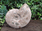 Polished and Natural Large Iridescent Cleoniceras Ammonite Fossil x 1 From Tulear, - Toprock Gemstones and Minerals 