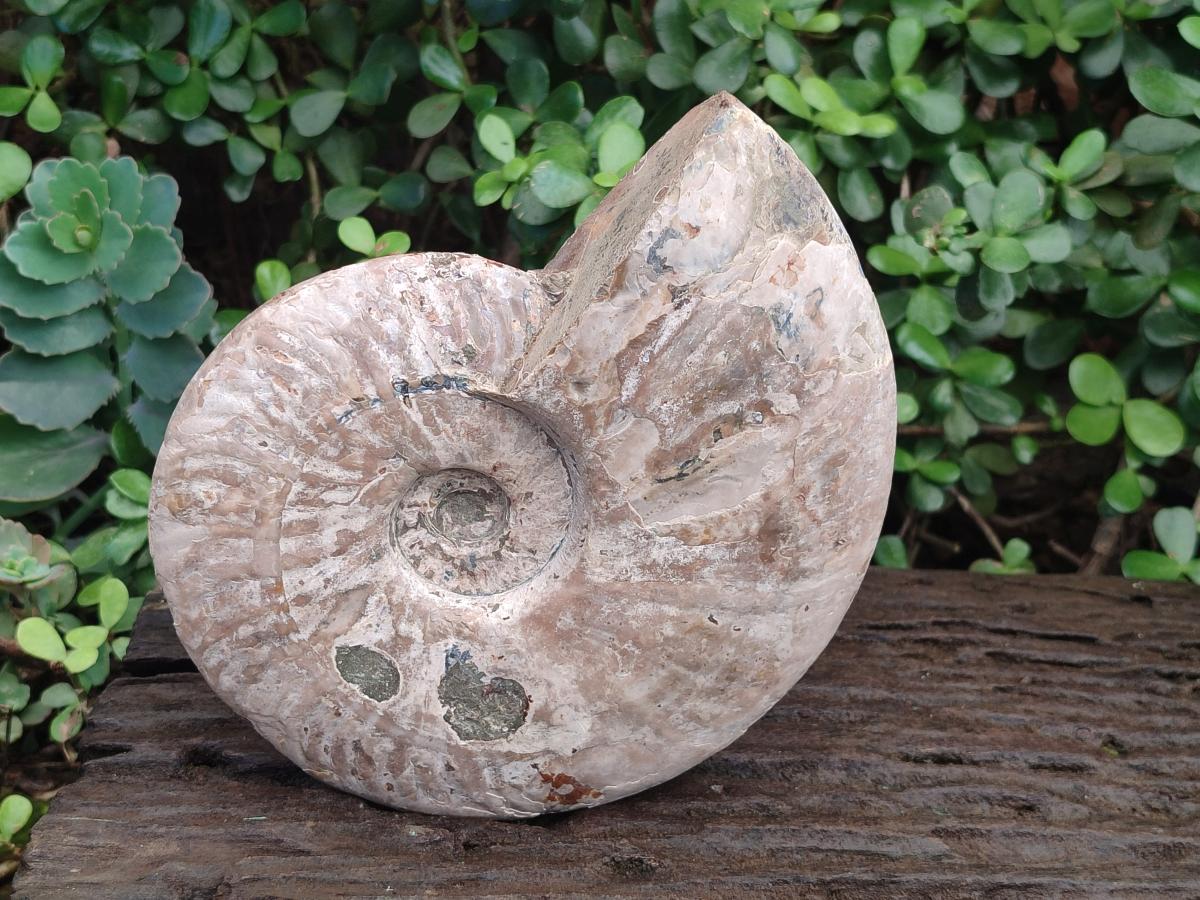 Polished and Natural Large Iridescent Cleoniceras Ammonite Fossil x 1 From Tulear, - Toprock Gemstones and Minerals 