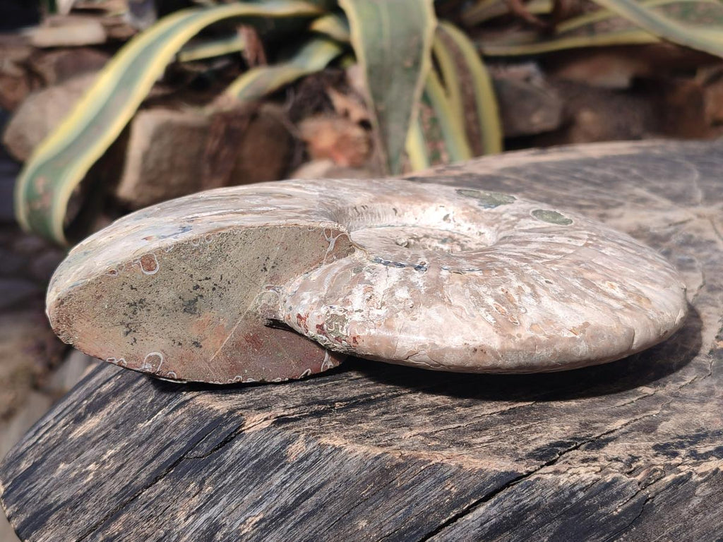 Polished and Natural Large Iridescent Cleoniceras Ammonite Fossil x 1 From Tulear, - Toprock Gemstones and Minerals 