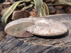 Polished and Natural Large Iridescent Cleoniceras Ammonite Fossil x 1 From Tulear, - Toprock Gemstones and Minerals 