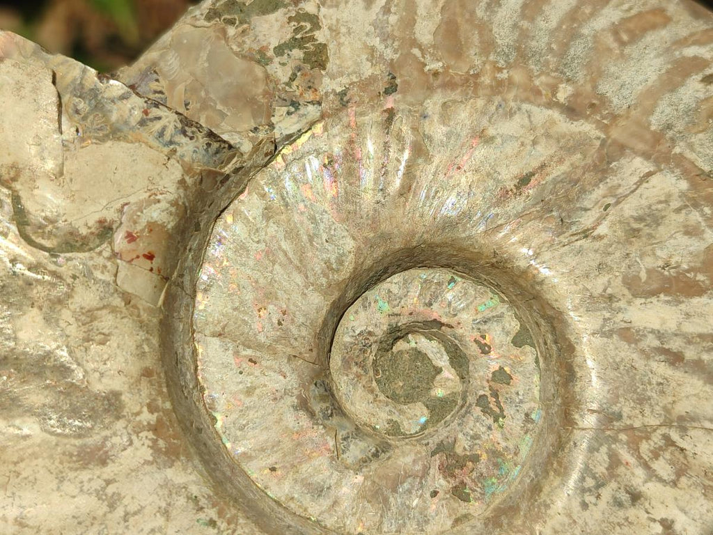Polished and Natural Large Iridescent Cleoniceras Ammonite Fossil x 1 From Tulear, - Toprock Gemstones and Minerals 