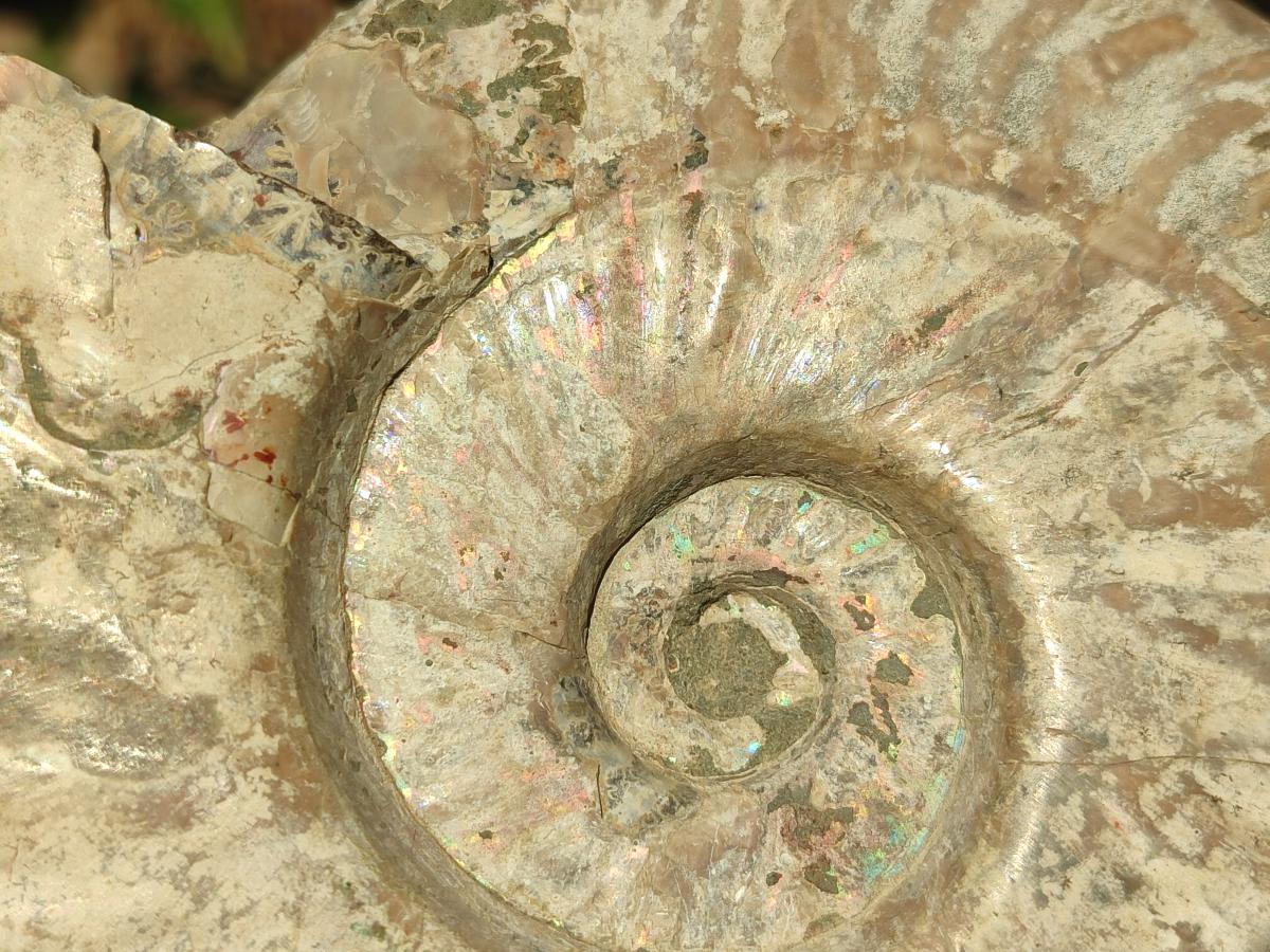 Polished and Natural Large Iridescent Cleoniceras Ammonite Fossil x 1 From Tulear, - Toprock Gemstones and Minerals 