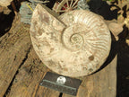 Polished and Natural Large Iridescent Cleoniceras Ammonite Fossil x 1 From Tulear, - Toprock Gemstones and Minerals 