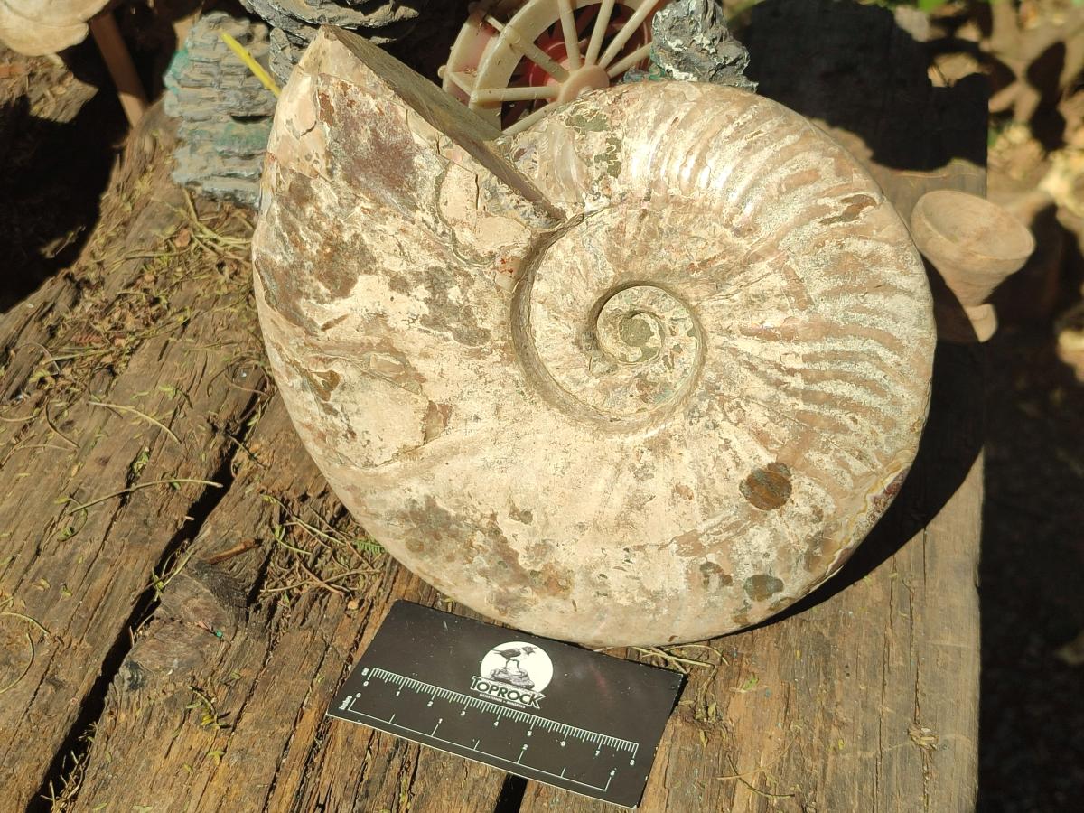 Polished and Natural Large Iridescent Cleoniceras Ammonite Fossil x 1 From Tulear, - Toprock Gemstones and Minerals 