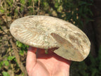 Polished and Natural Large Iridescent Cleoniceras Ammonite Fossil x 1 From Tulear, - Toprock Gemstones and Minerals 