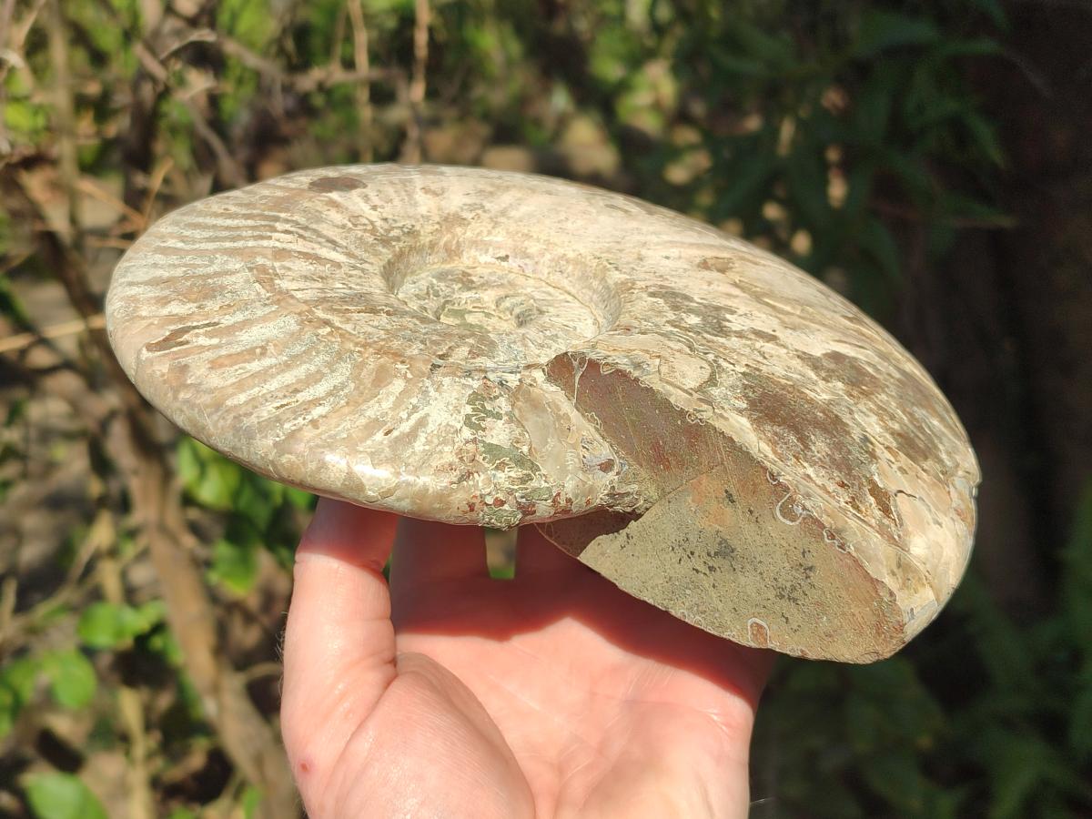 Polished and Natural Large Iridescent Cleoniceras Ammonite Fossil x 1 From Tulear, - Toprock Gemstones and Minerals 