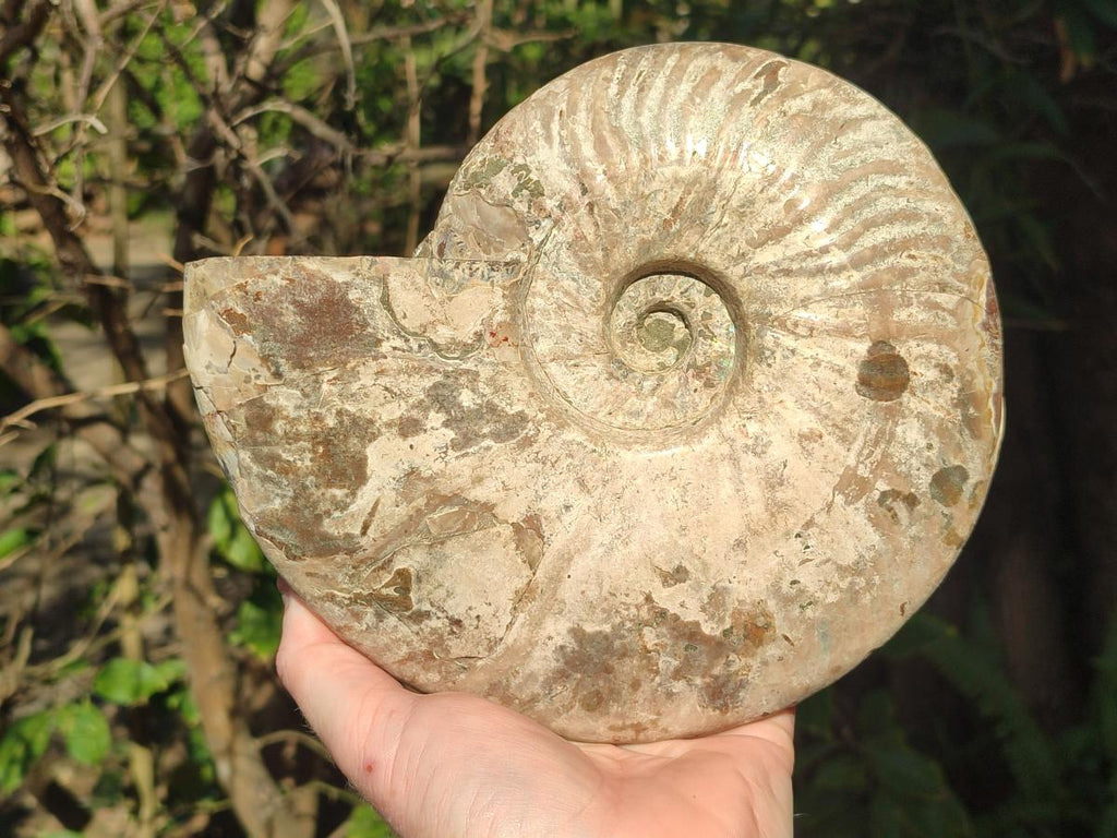 Polished and Natural Large Iridescent Cleoniceras Ammonite Fossil x 1 From Tulear, - Toprock Gemstones and Minerals 