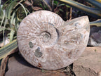 Polished and Natural Large Iridescent Cleoniceras Ammonite Fossil x 1 From Tulear, - Toprock Gemstones and Minerals 