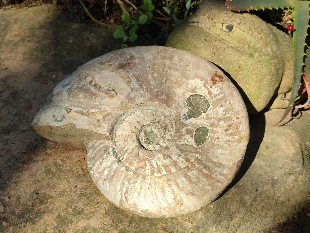 Polished and Natural Large Iridescent Cleoniceras Ammonite Fossil x 1 From Tulear, - Toprock Gemstones and Minerals 