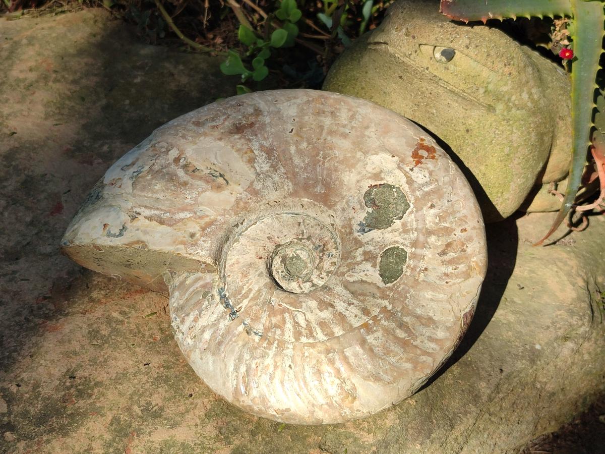 Polished and Natural Large Iridescent Cleoniceras Ammonite Fossil x 1 From Tulear, - Toprock Gemstones and Minerals 