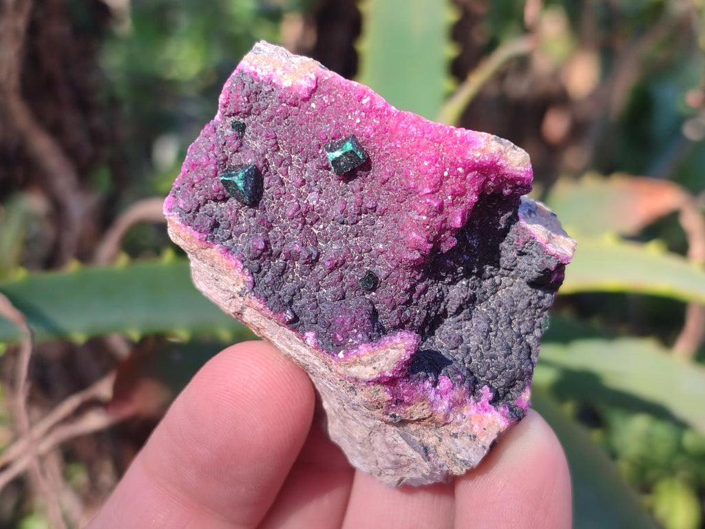 Natural Salrose Cobaltoan Dolomite Specimens with Associated Minerals x 12 From Kakanda, Congo - Toprock Gemstones and Minerals 