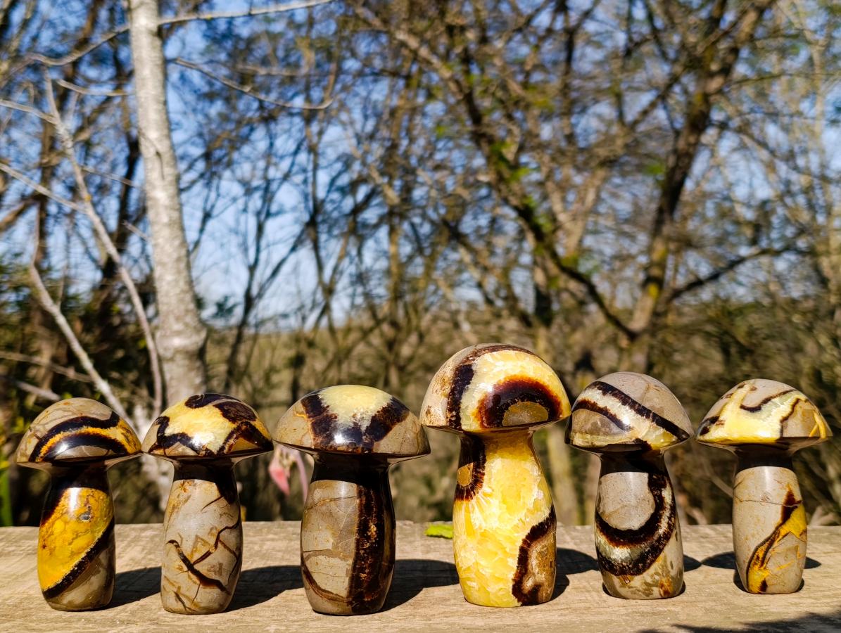 Polished Septerye Mushrooms x 6 From Mahajanga, Madagascar - Toprock Gemstones and Minerals 