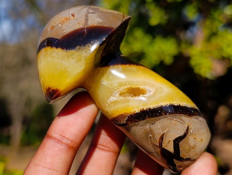 Polished Septerye Mushrooms x 6 From Mahajanga, Madagascar - Toprock Gemstones and Minerals 