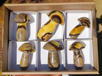 Polished Septerye Mushrooms x 6 From Mahajanga, Madagascar