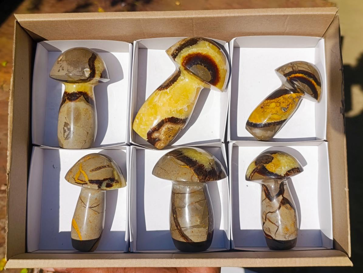 Polished Septerye Mushrooms x 6 From Mahajanga, Madagascar