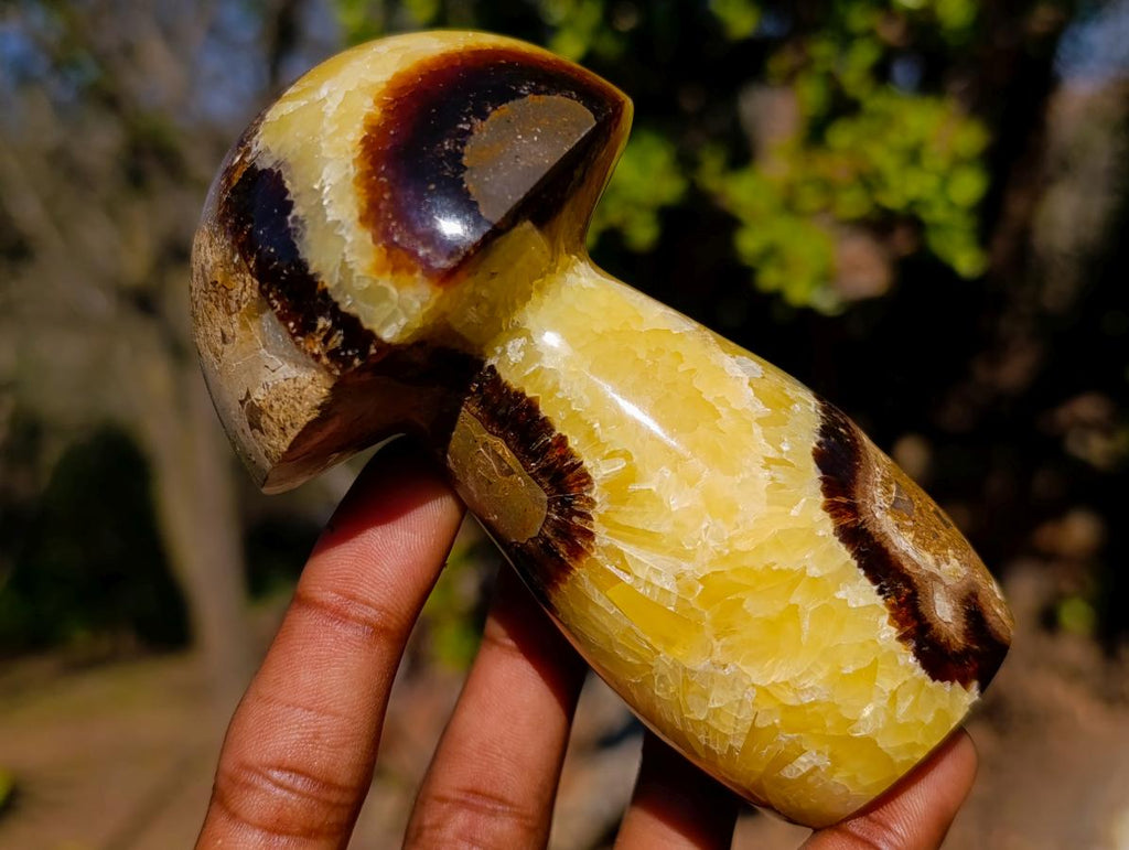 Polished Septerye Mushrooms x 6 From Mahajanga, Madagascar - Toprock Gemstones and Minerals 