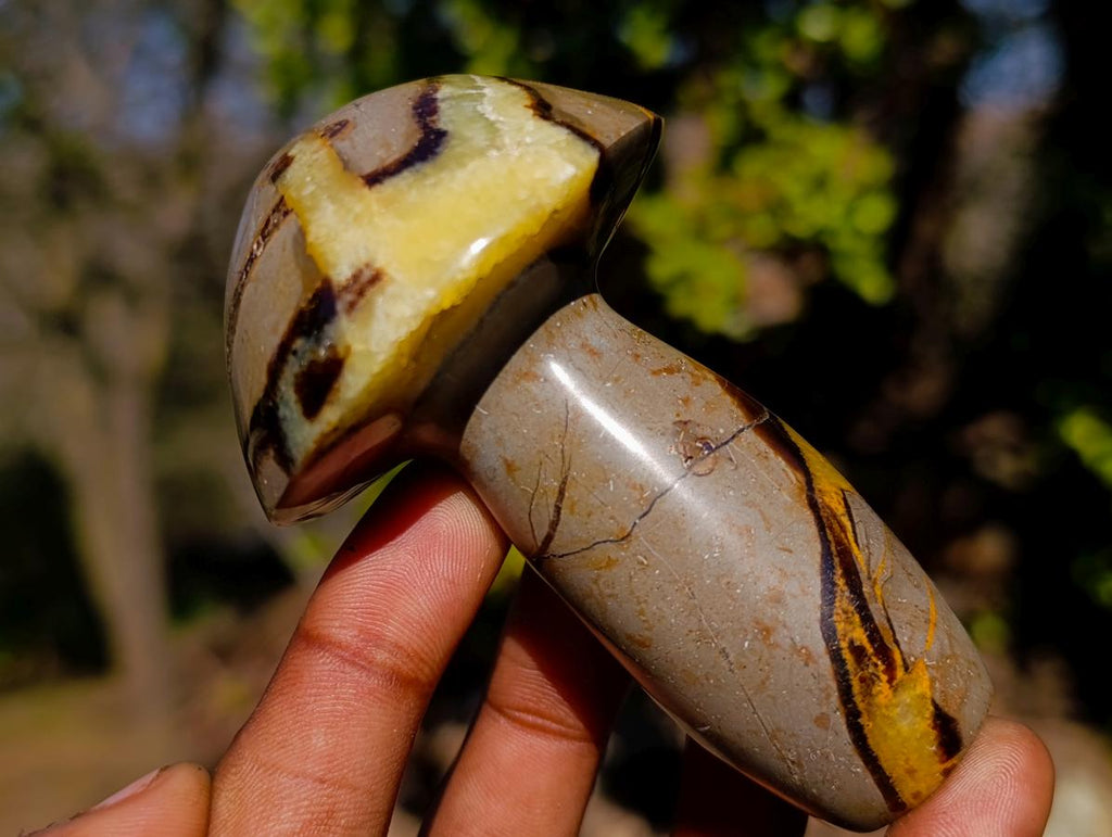 Polished Septerye Mushrooms x 6 From Mahajanga, Madagascar - Toprock Gemstones and Minerals 