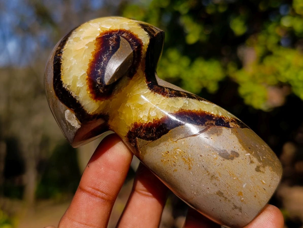Polished Septerye Mushrooms x 6 From Mahajanga, Madagascar - Toprock Gemstones and Minerals 