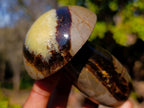 Polished Septerye Mushrooms x 6 From Mahajanga, Madagascar - Toprock Gemstones and Minerals 