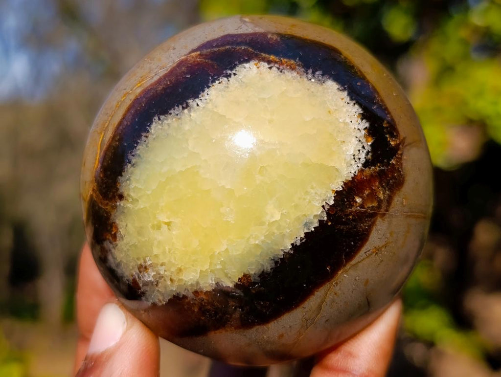 Polished Septerye Mushrooms x 6 From Mahajanga, Madagascar - Toprock Gemstones and Minerals 