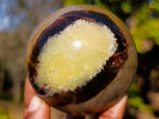 Polished Septerye Mushrooms x 6 From Mahajanga, Madagascar - Toprock Gemstones and Minerals 
