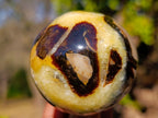 Polished Septerye Mushrooms x 6 From Mahajanga, Madagascar - Toprock Gemstones and Minerals 