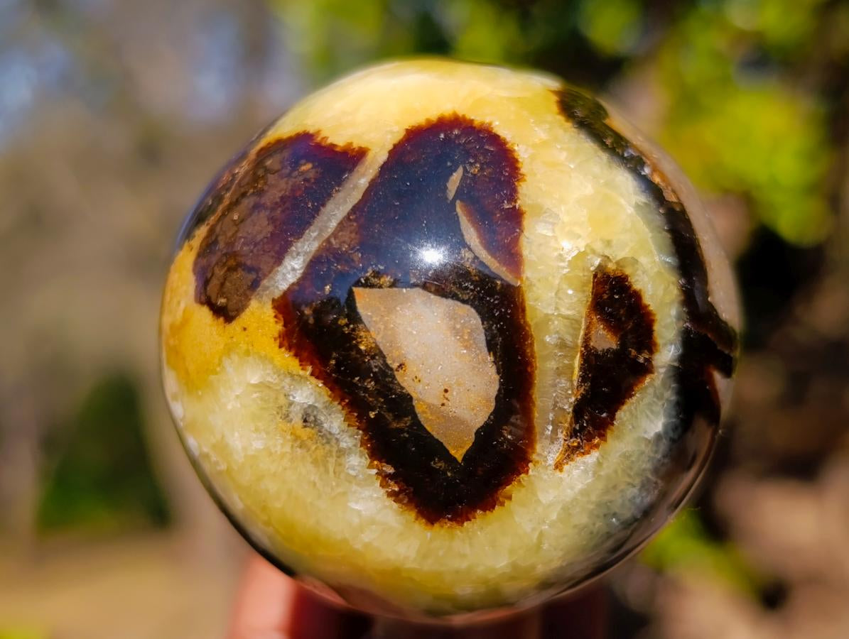 Polished Septerye Mushrooms x 6 From Mahajanga, Madagascar - Toprock Gemstones and Minerals 