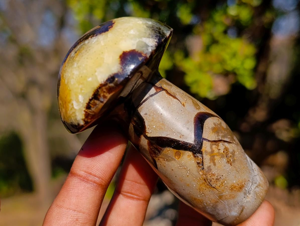 Polished Septerye Mushrooms x 6 From Mahajanga, Madagascar - Toprock Gemstones and Minerals 
