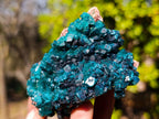 Natural Cabinet Size Dioptase on Dolomite Specimens with Associated Minerals x 2 From Likasi, Congo - Toprock Gemstones and Minerals 