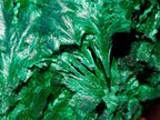 Natural Silky Malachite Specimens x 6 From Kasompe, Congo - Toprock Gemstones and Minerals 