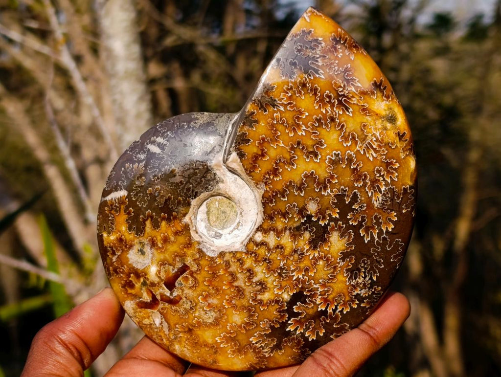 Polished Whole "Jigsaw" Cleoniceras Ammonite Fossils x 2 From Tulear, Madagascar - Toprock Gemstones and Minerals 