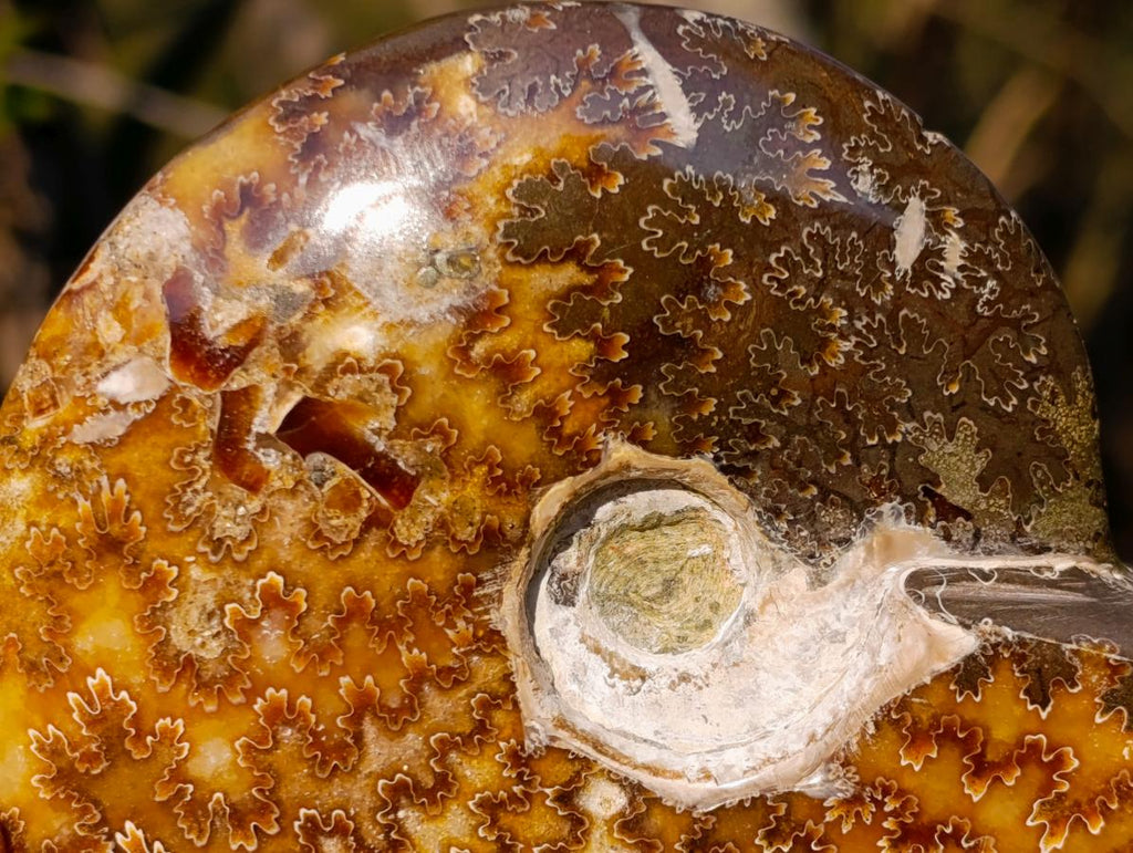 Polished Whole "Jigsaw" Cleoniceras Ammonite Fossils x 2 From Tulear, Madagascar - Toprock Gemstones and Minerals 