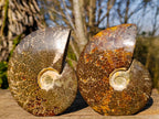Polished Whole "Jigsaw" Cleoniceras Ammonite Fossils x 2 From Tulear, Madagascar - Toprock Gemstones and Minerals 