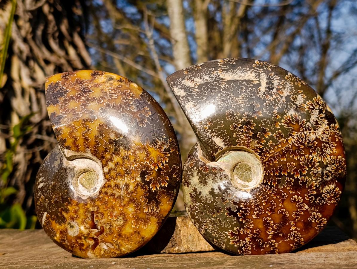 Polished Whole "Jigsaw" Cleoniceras Ammonite Fossils x 2 From Tulear, Madagascar - Toprock Gemstones and Minerals 